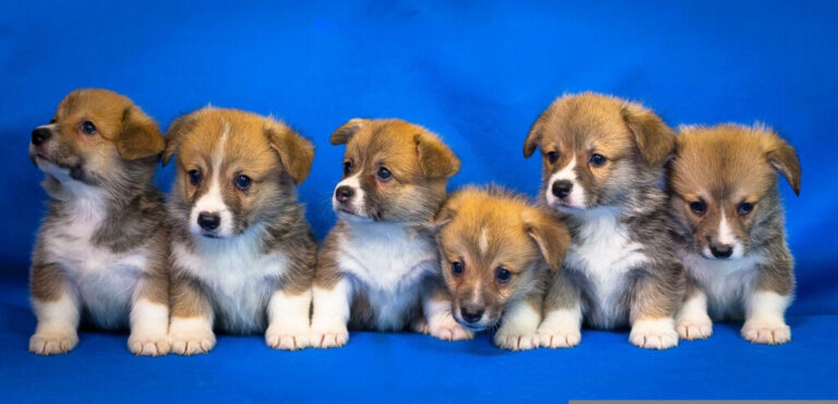 Breeders Valley: The Premier Destination for Top-Quality Corgi Puppies