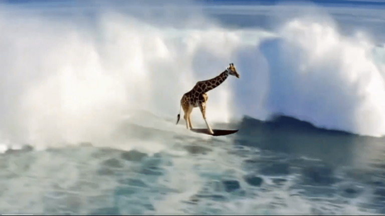 giraffe surfing