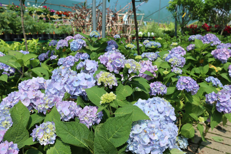 A-Touch-of-Green-14